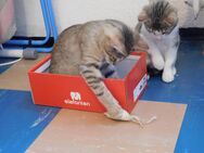 Kätzchen /Katzenbabys / Kitten - München Pasing-Obermenzing