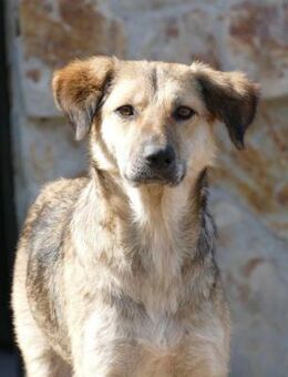 Simona - wer gibt ihr ein Zuhause? - Gefrees