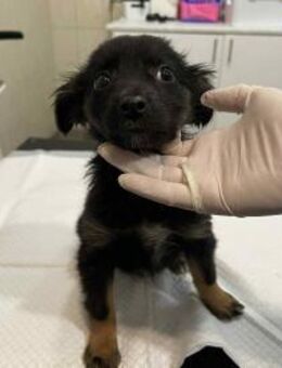 Füge 3,5 Monate Mischling - Kassel