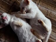 Red Point Siam Kater Sammy und Leo suchen ein Zuhause - Leverkusen