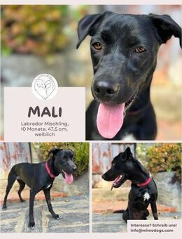 Mali: Fröhlicher Labrador-Mix - Brühl (Nordrhein-Westfalen)