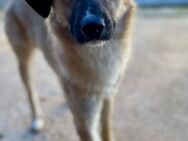 Unsichtbarer Billy sucht PS oder ES - Berlin