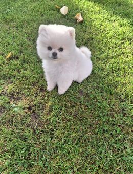 Pomerianan Welpe - Spenge Zentrum