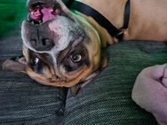 Bully sucht zuhause mit großen Herz - Stralsund