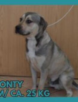 Monty Mischling Rüde sucht Zuhause - Margetshöchheim