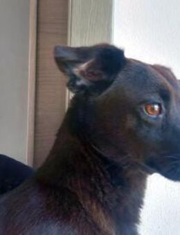 Pietrina braucht Geborgenheit - Neuss