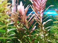 Indische Rotala, Aquariumpflanze, Versand/ Abholung - Mechernich