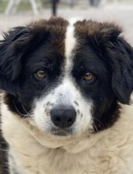 Linda, geb. ca. 09/2015, GRIECHENLAND - Euskirchen