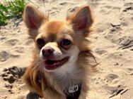 Deckrüde Chihuahua - Elmshorn