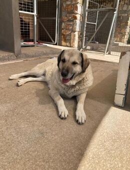 Ira hat ihr Zuhause verloren - Bergkirchen