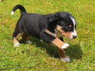 Appenzeller Sennenhund Welpen tricolor ab Juli - Lemgo