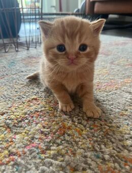Reinrassige BKH-Kitten suchen ein liebevolles Zuhause - Köln