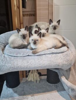 Siam Kitten "Geimpft mit Untersuchung" - Alfeld (Leine)