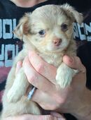 Chihuahua Langhaar Hündin in schoko merle in 47229