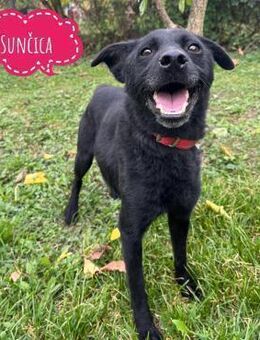 Suncica ein Sonnenschein - Flörsheim-Dalsheim