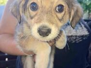 Emily, Welpenmädchen sucht ein Zuhause - Bonndorf (Schwarzwald)