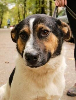 Eine Kuschelmaus möchte endlich ankommen - Ottweiler