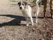 Liebenswerte Wilma sucht neues Zuhause - Dießen (Ammersee)