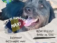 MAXI - möchte die Welt erschnüffeln - Waakirchen