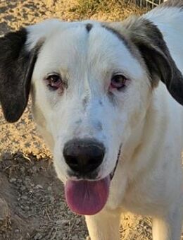 Lana, geb. ca. 01/2024, GRIECHENLAND - Euskirchen