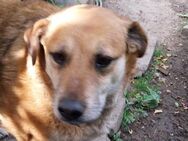 Coco - ältere Hündin mit viel Liebe - Rambin