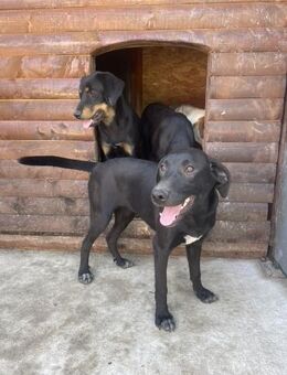 Hayley möchte endlich ankommen - Hamburg