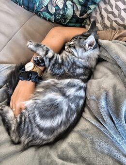 Prächtiger Main-Coon Kater sucht neues Zuhause - Fulda