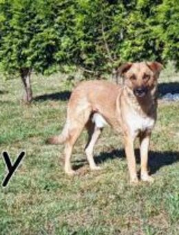 Buggy ist ein toller Kerl🥰 - Essingen (Rheinland-Pfalz)