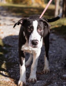 Rocky 💗 wartet in 50674 Köln - Hamburg