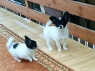 Schöne ChihuahuaWelpen: 2xRüden , Langhaar - Straubing