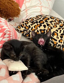2 Katzenbabys abzugeben 🫶 - Neunkirchen (Saarland)