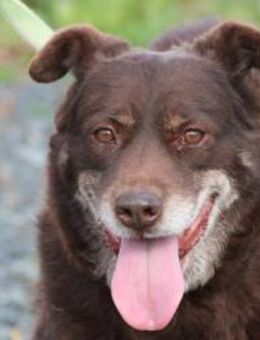 Brownie - sehr verschmust u. kinderlieb - Lohra