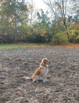 Golden Retriever Rüde 1,5 Jahre - Berlin Lichtenberg