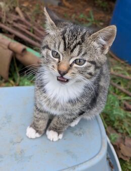 Katzenbaby - Scharbeutz