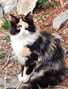 Ninel aus dem Tierschutz - Grevenbroich