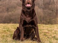 Deckrüde Labrador Retriever Chocolate - Mörlenbach