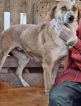 Zartes Herzchen Marry.... - Koblenz