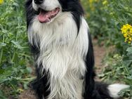 Deckrüde Bordercollie KEIN VERKAUF - Magdeburg