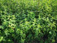 Große Brennnessel Samen essbar Tee Brennessel Urtica dioica Saat Brennnesselsamen Brennnesseltee Heilpflaze Nutzpflanze natürlicher Dünger garden wildflower Geschenk flower present Sonne Ostern Vatertag Idee - Pfedelbach