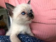 Siamkitten mit tiefblauen Augen! Nur noch ein Siam-Mädel frei! Kätzchen Kitten - Freiburg (Breisgau)