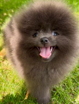 Edle Zwergspitze Pomeranian Welpen mit Stammbaum - Saarlouis Zentrum