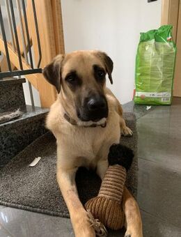 Riesenbaby Ezekiel - Beckingen