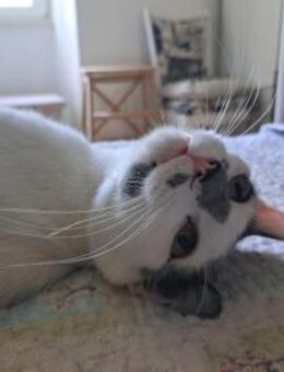 Verspielter Ringo - Ellerbek