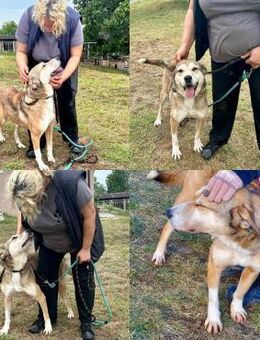 Vergessen hinter Gittern = unsere ANOUK♥ - München