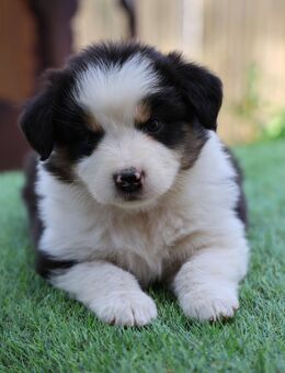 Bildhübsche Australian Shepherd Welpen black tri und blue merle, reinrassig o. P. aus Showlinien - Poppenhausen