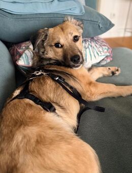 kleine Cleo, 30cm, 6kg sucht Zuhause - Köln