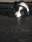 Border Australien Shepherd Mix in 66459