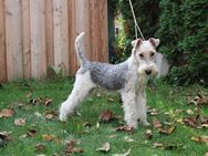 Drahthaar Foxterrier Welpe.(Rüde) - Steyerberg