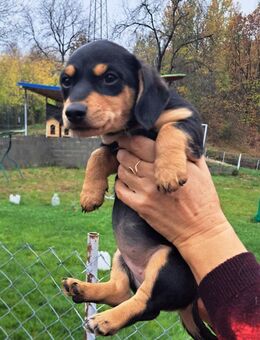 Welpenmädel Bailey 💖 - Laufen
