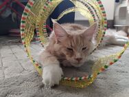 Maine coon Kater reinrassig - Cottbus